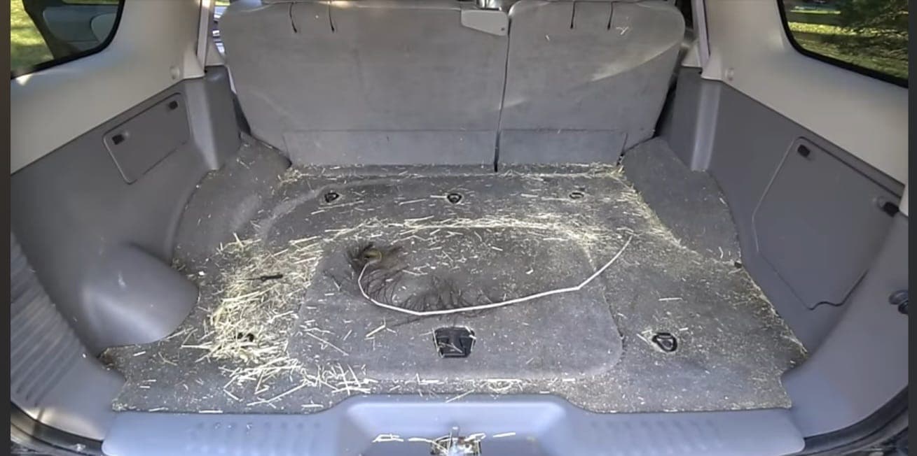 Trunk detailing transformation - Before